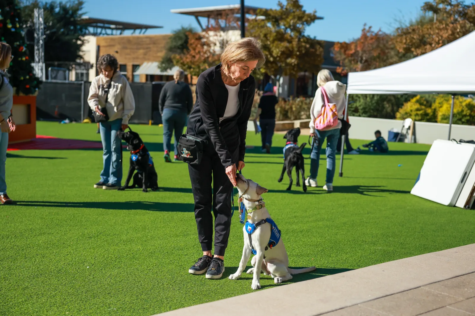 Volunteer rewarding a seated yellow Labrador puppy while other puppies practice nearby