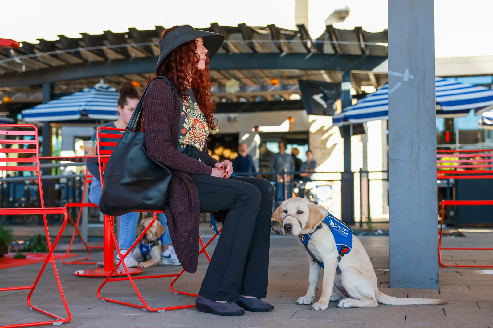 Yellow Labrador puppy in training practicing a calm settle beside a seated volunteer
