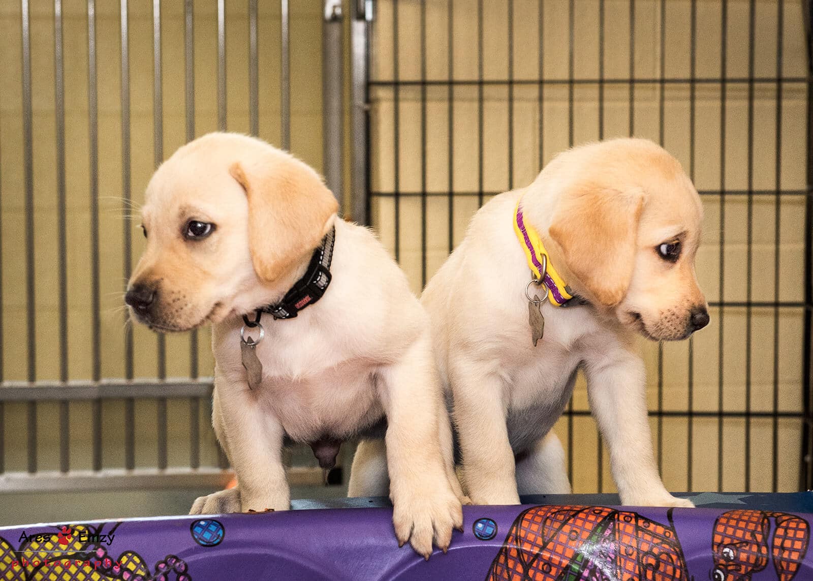 The image shows two cute baby puppies in the nursery. These yellow lab pups are investigating a baby pool.